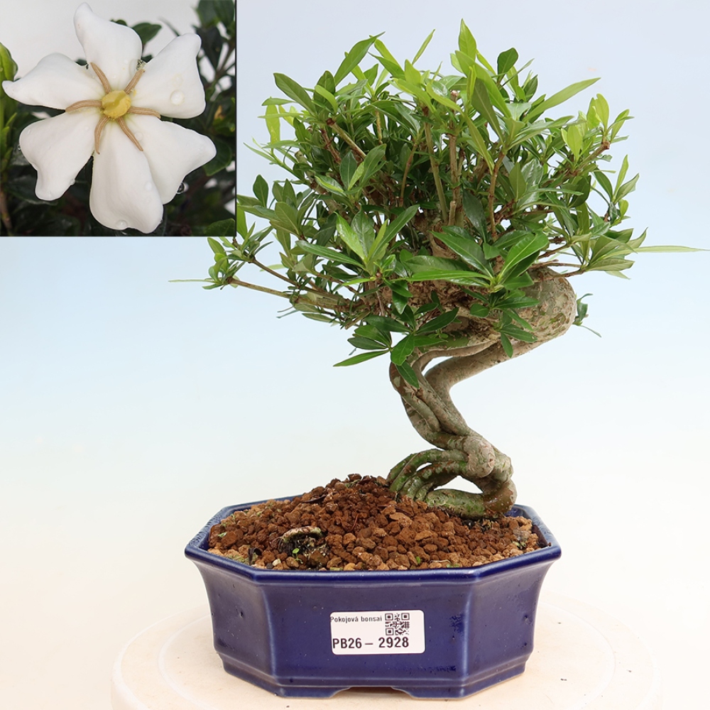 Kamerbonsai - Gardenia jasminoides-Gardenia