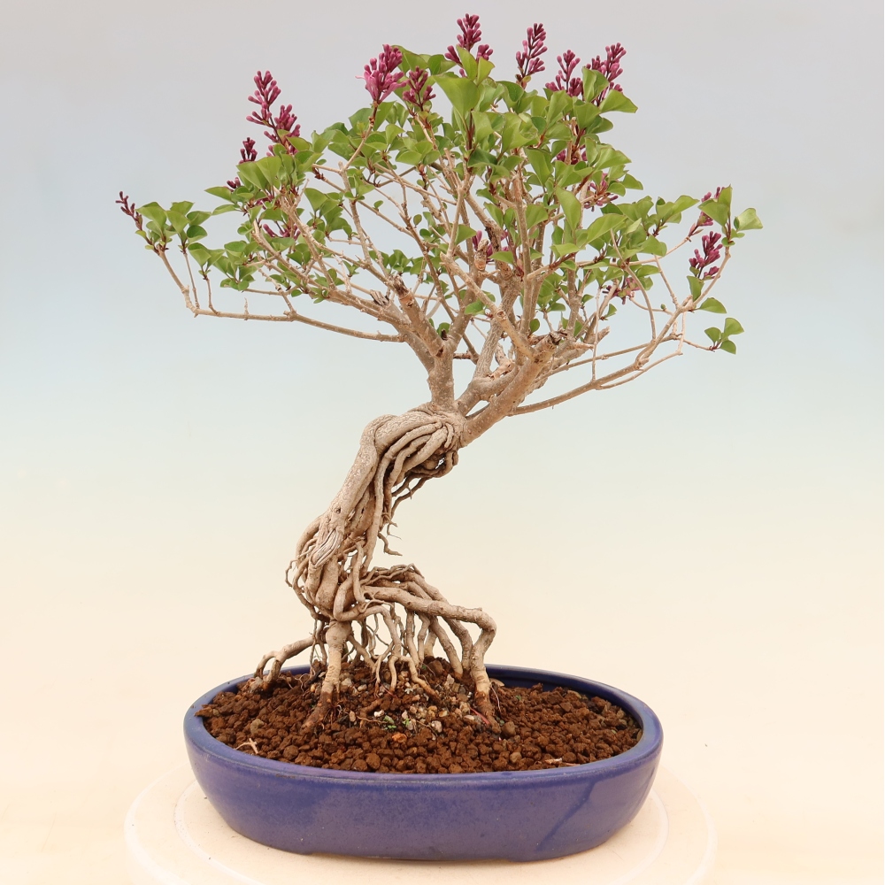 Bonsai voor buiten - Syringa microphylla - kleinbloemige sering