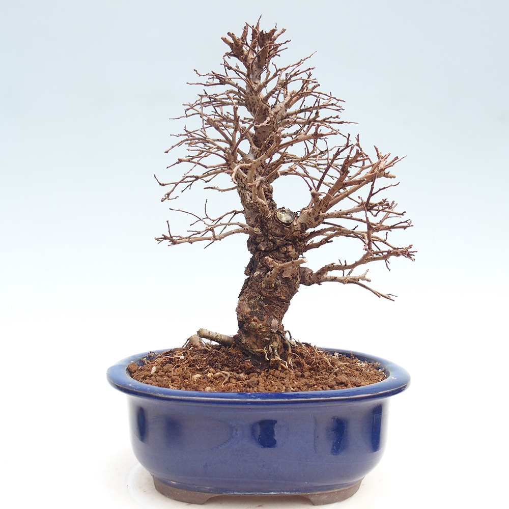 Bonsai voor buiten - Zelkova - Zelkova NIRE