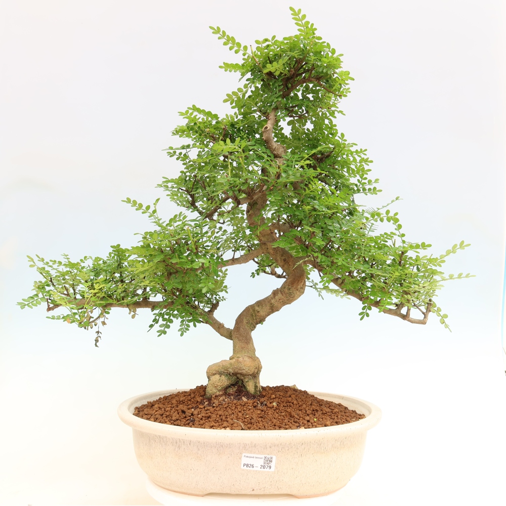 Kamerbonsai - Zantoxylum piperitum - peperboom