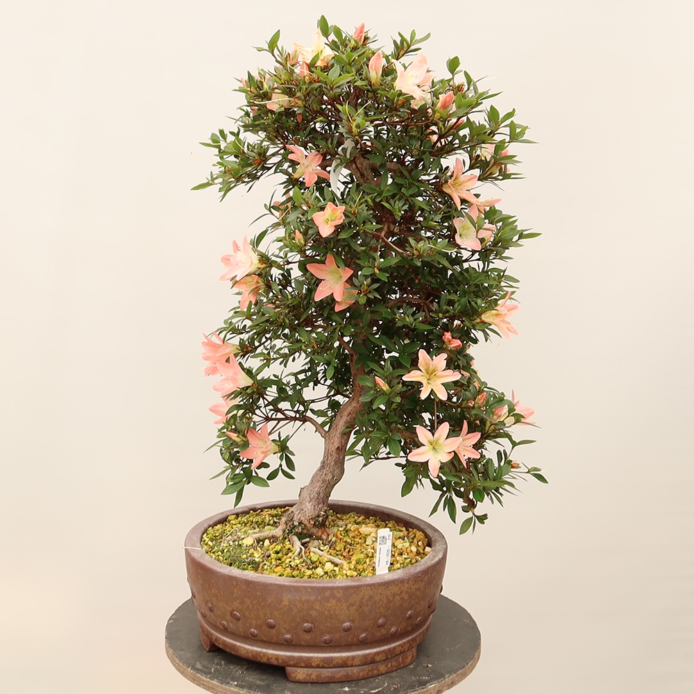 Bonsai voor buiten - Japanse azalea - Azalea CHIHIRO