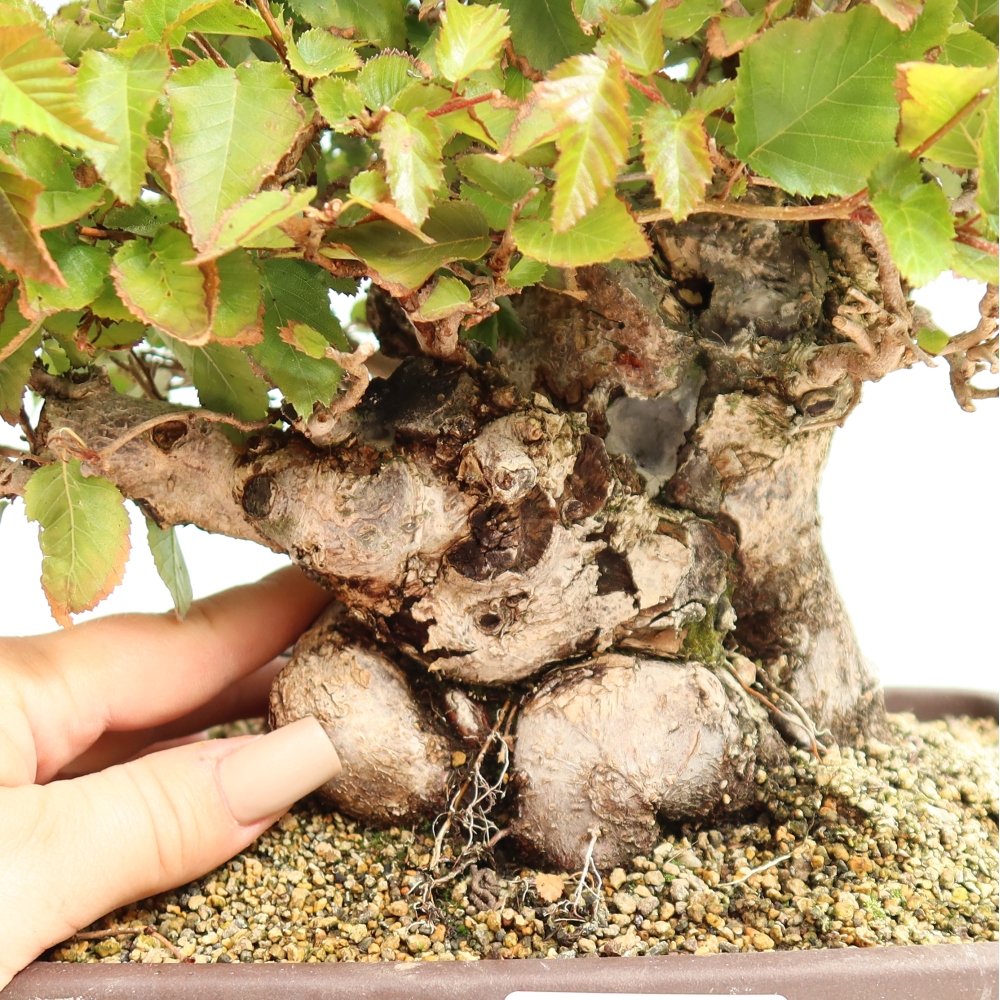 Bonsai voor buiten -Carpinus CARPINOIDES - Koreaanse haagbeuk