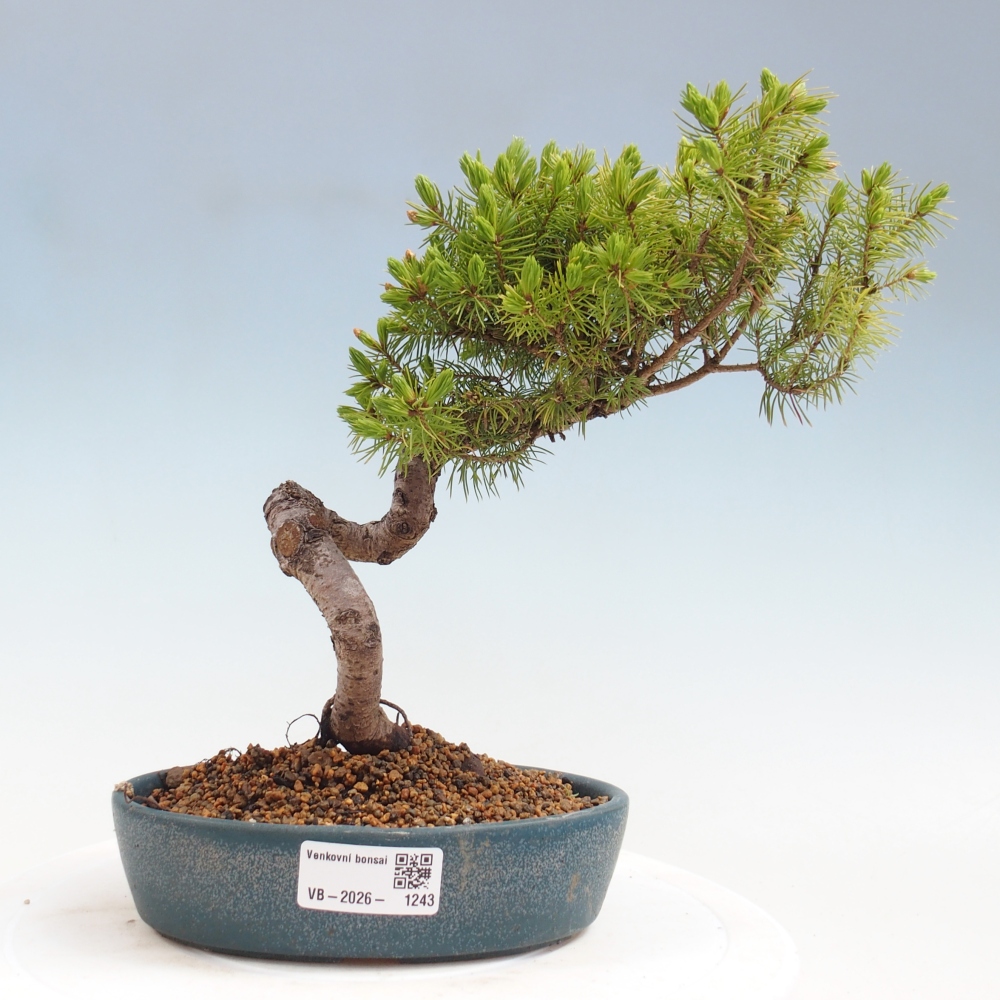 Bonsai voor buiten - Gewone spar - Picea glauca bol