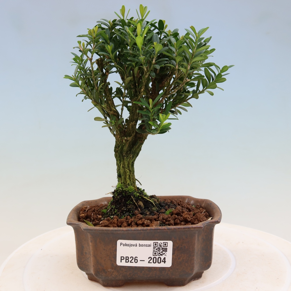 Kamerbonsai - Buxus harlandii - kurk buxus