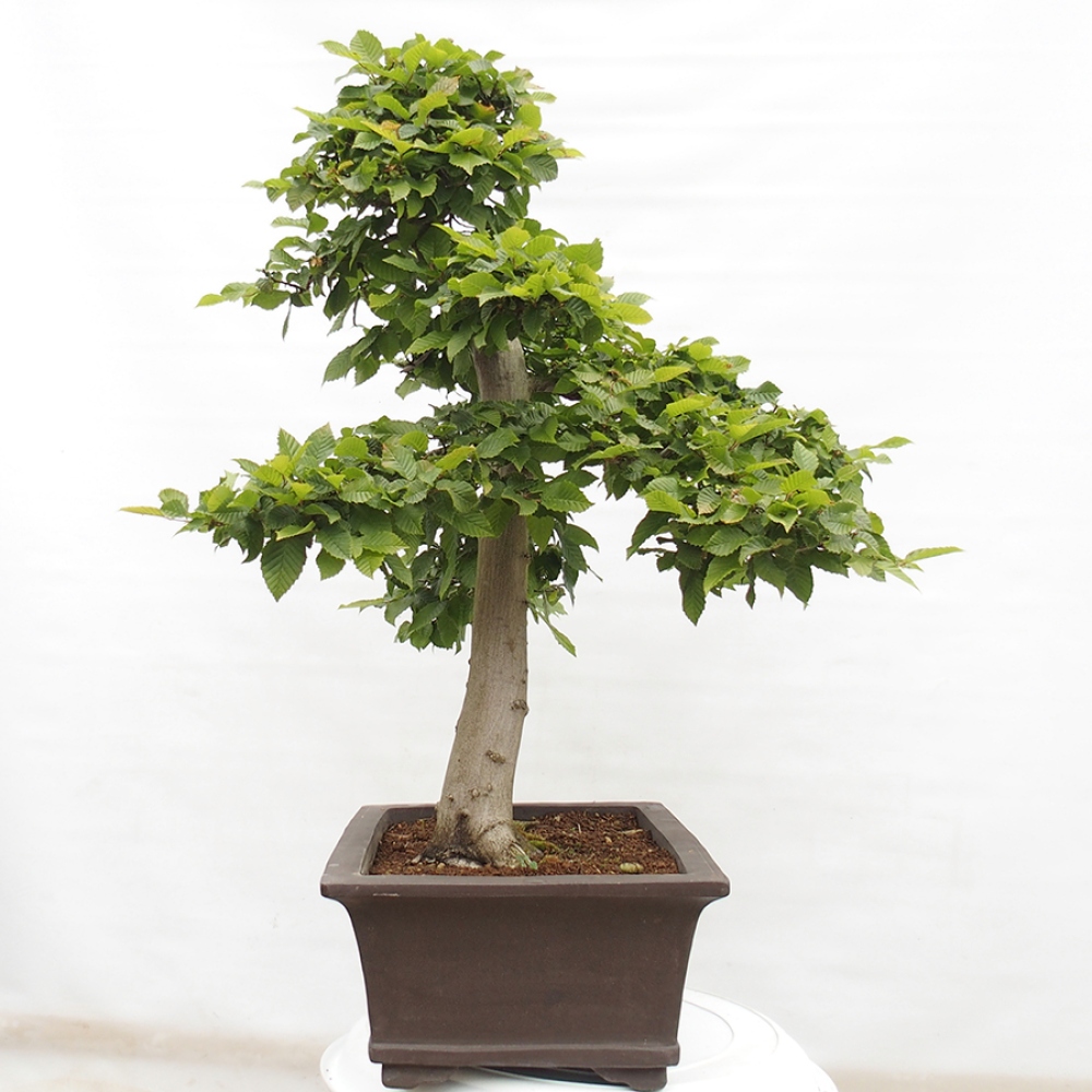 Bonsai voor buiten - Haagbeuk - Carpinus betulus