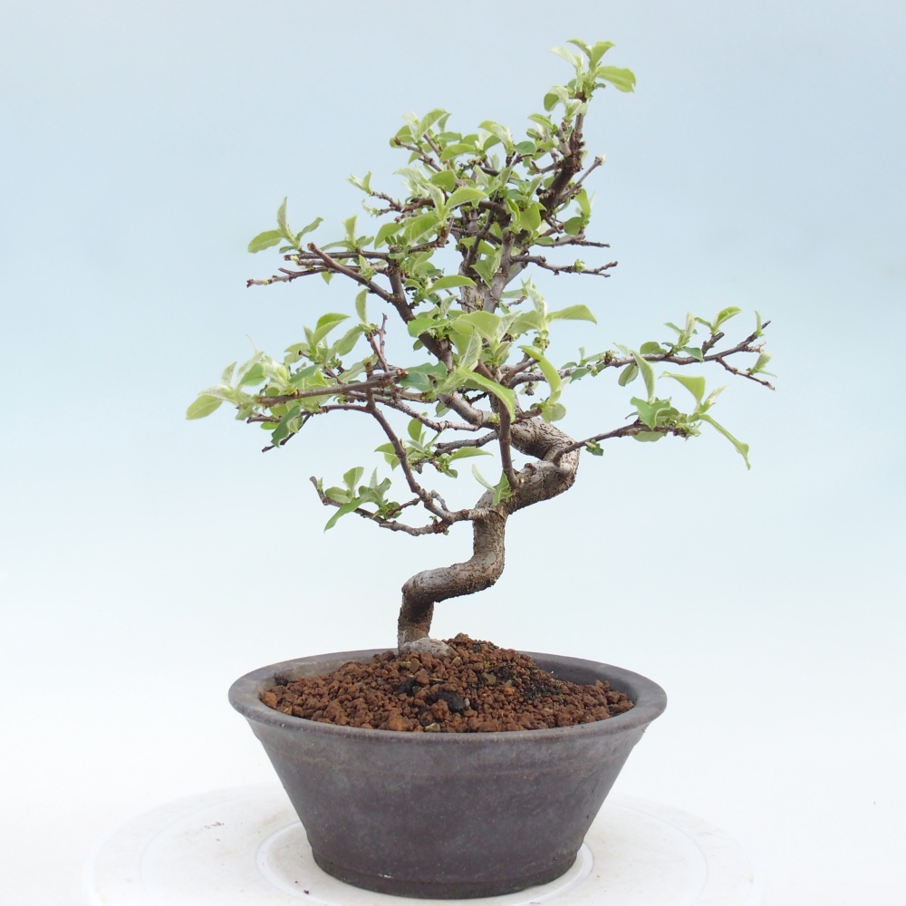 Bonsai voor buiten - Chaneomeles chinensis