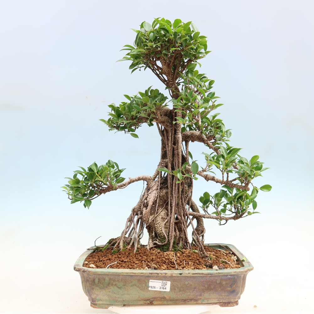 Kamerbonsai - Ficus kimmen - kleinbladige ficus
