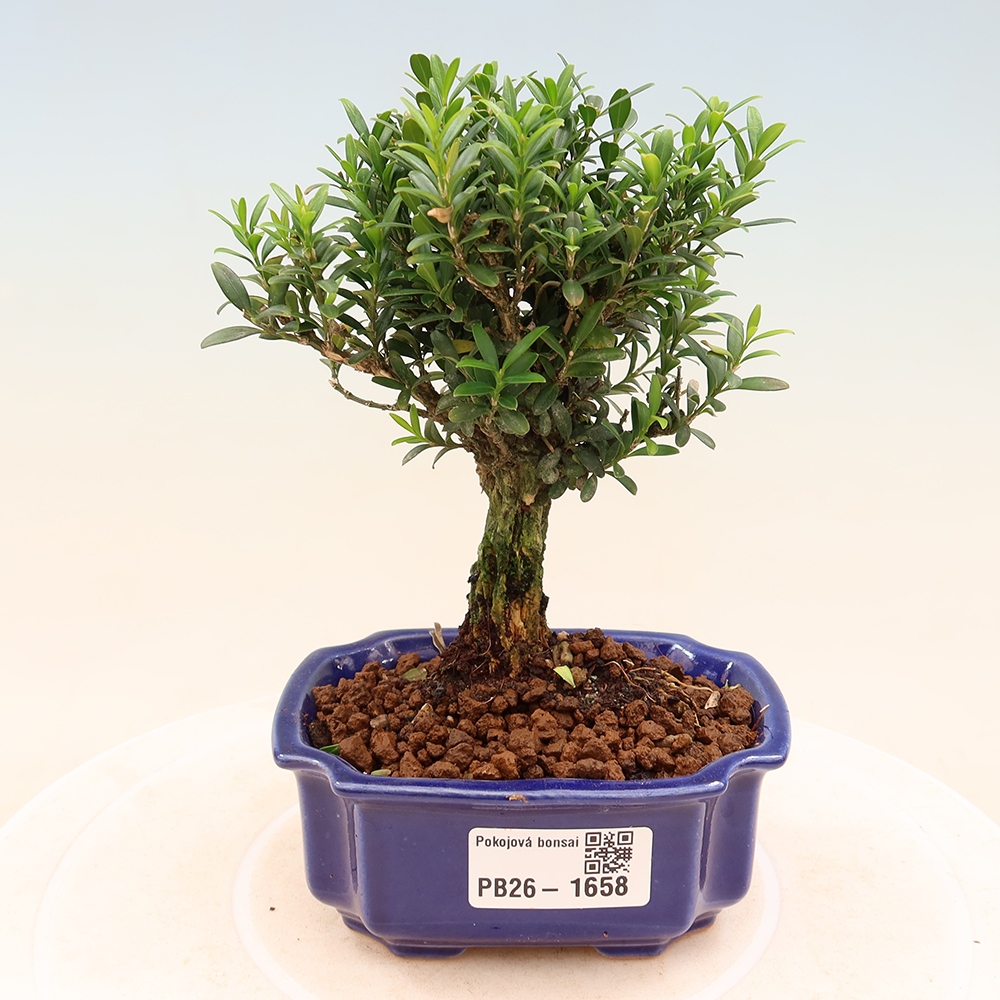 Kamerbonsai - Buxus harlandii - kurk buxus