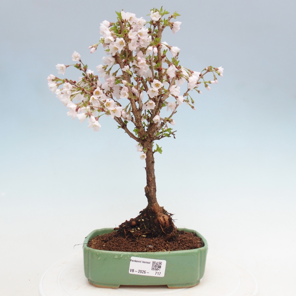 Bonsai voor buiten - Prunus incisa Kojou-no mai-Plivon uitgesneden
