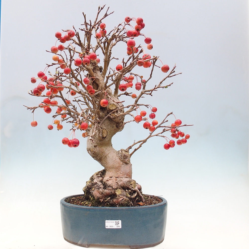 Bonsai voor buiten -Malus halliana - Appelboom met kleine vruchten
