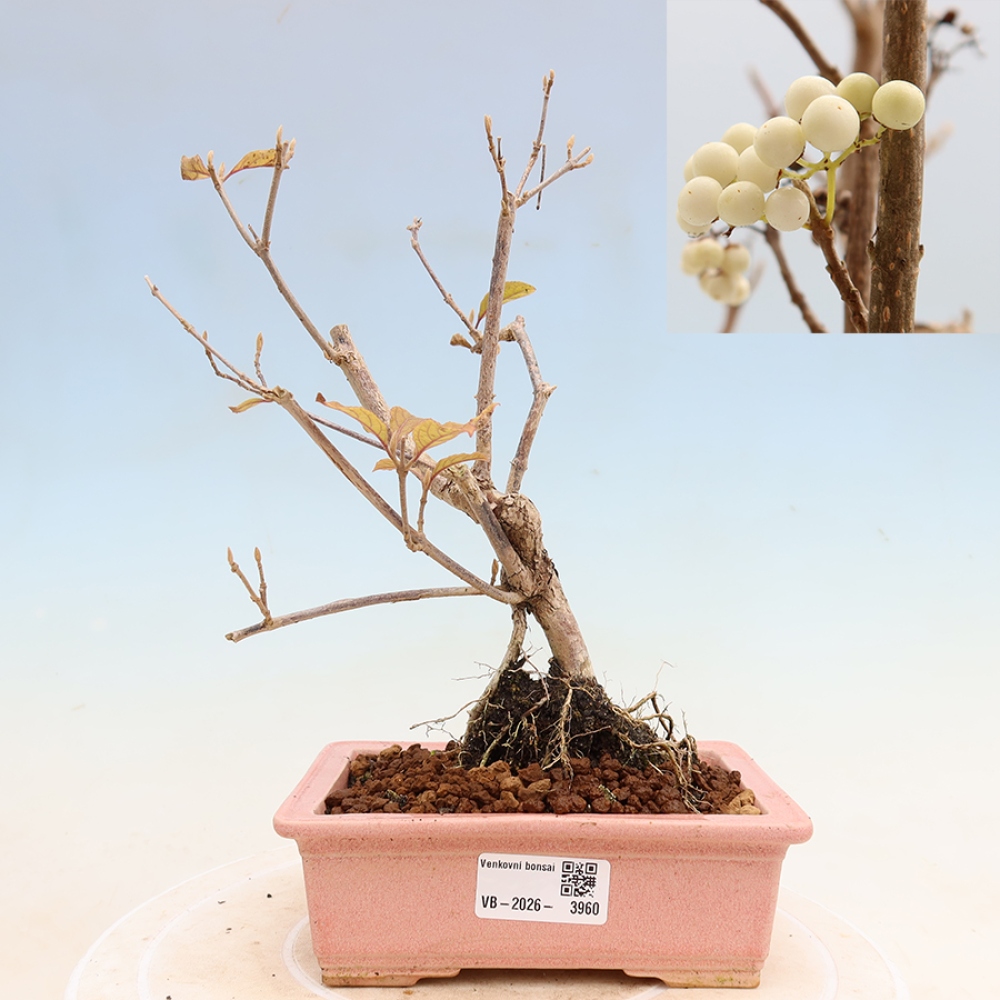 Buitenbonsai -  Callicarpa bodinieri Snowqueen - Sneeuwbessenboom