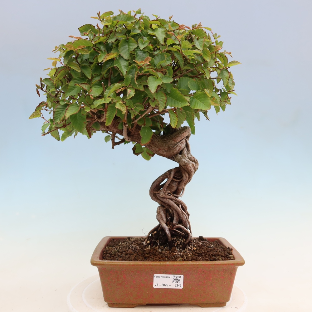 Bonsai voor buiten -Carpinus Coreana - Koreaanse haagbeuk