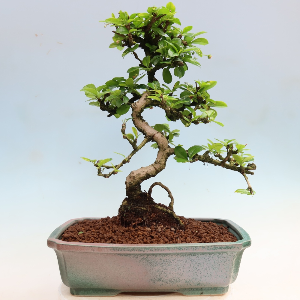 Kamerbonsai - Carmona macrophylla - Thee fuki