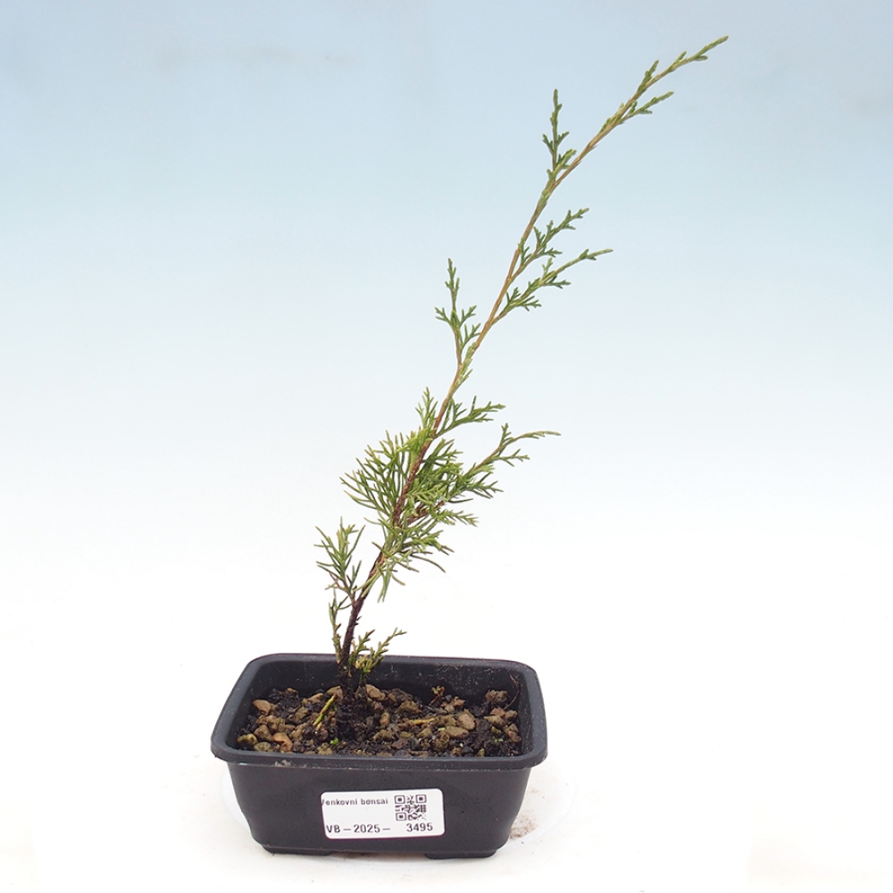 Bonsai voor buiten - Juniperus chinensis Itoigawa