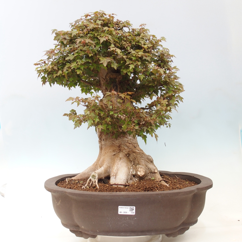 Bonsai voor buiten - Acer Buergerianum - Burgeresdoorn