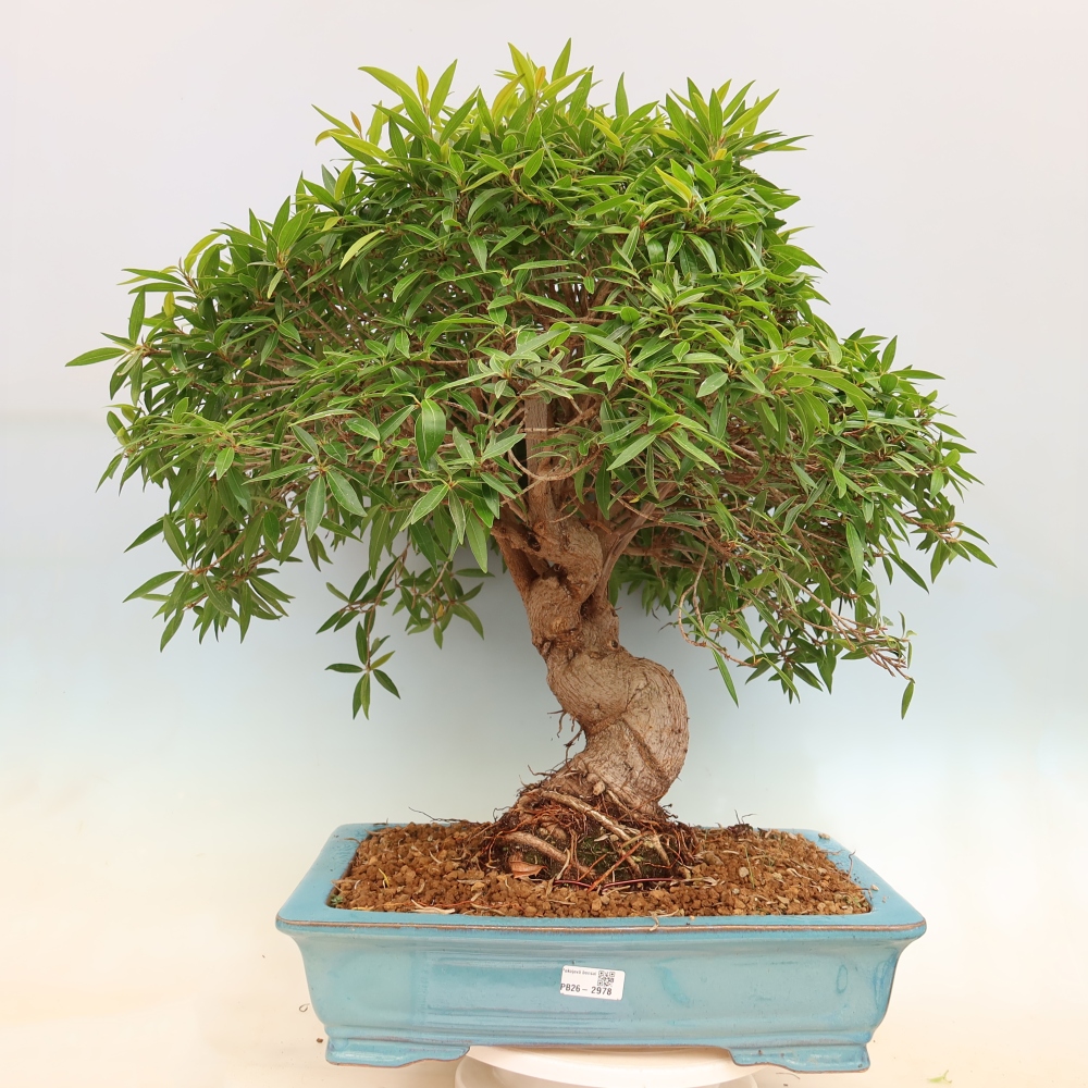 Kamerbonsai - Ficus nerifolia - kleinbladige ficus