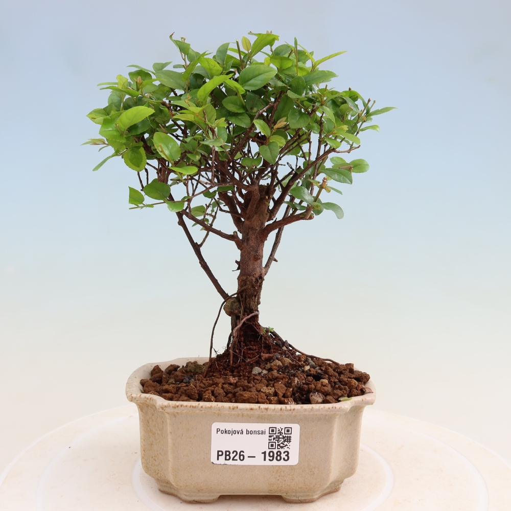 Kamerbonsai - Sageretia thea - Sageretia thea