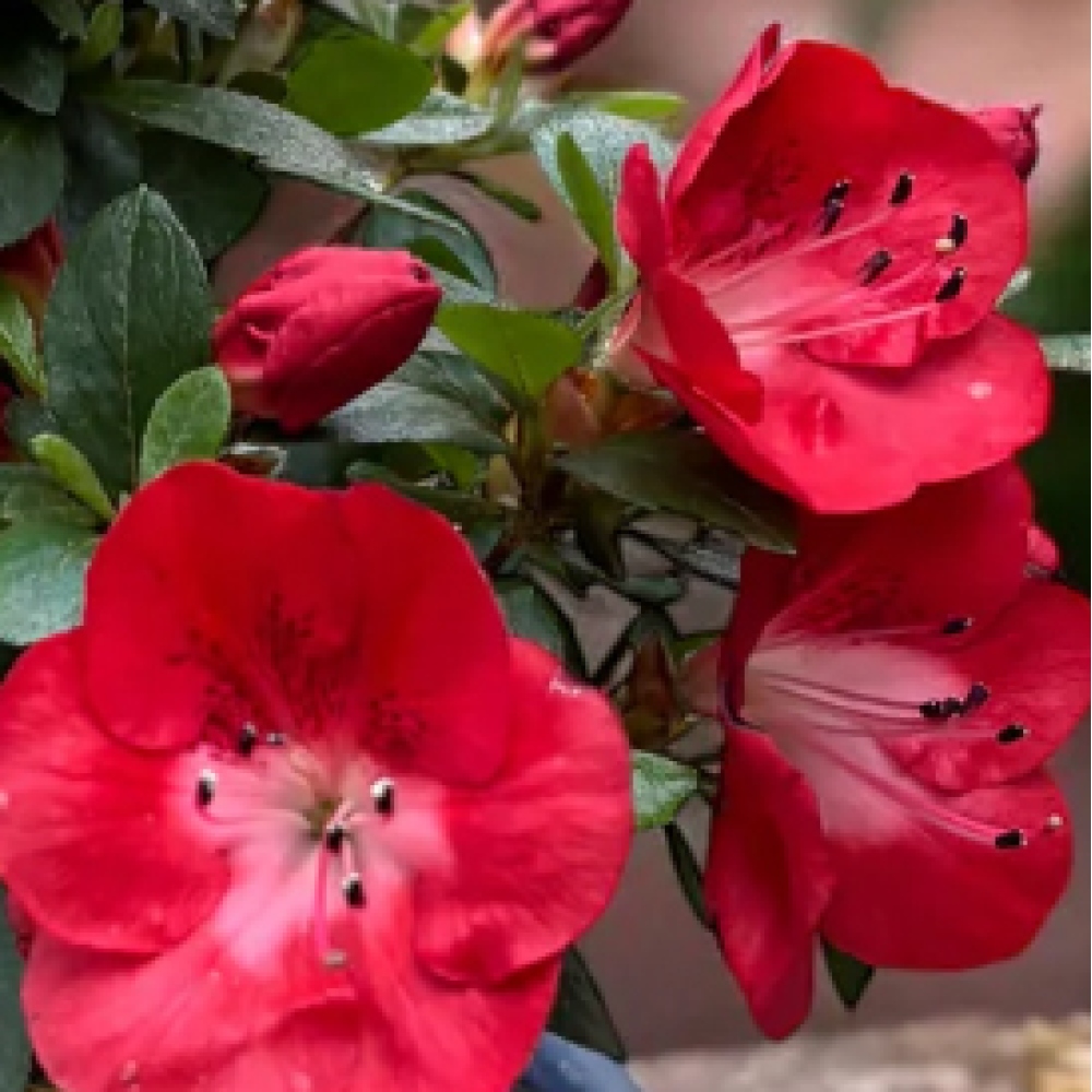 Bonsai voor buiten - Japanse Azalea - Azalea Benibeni