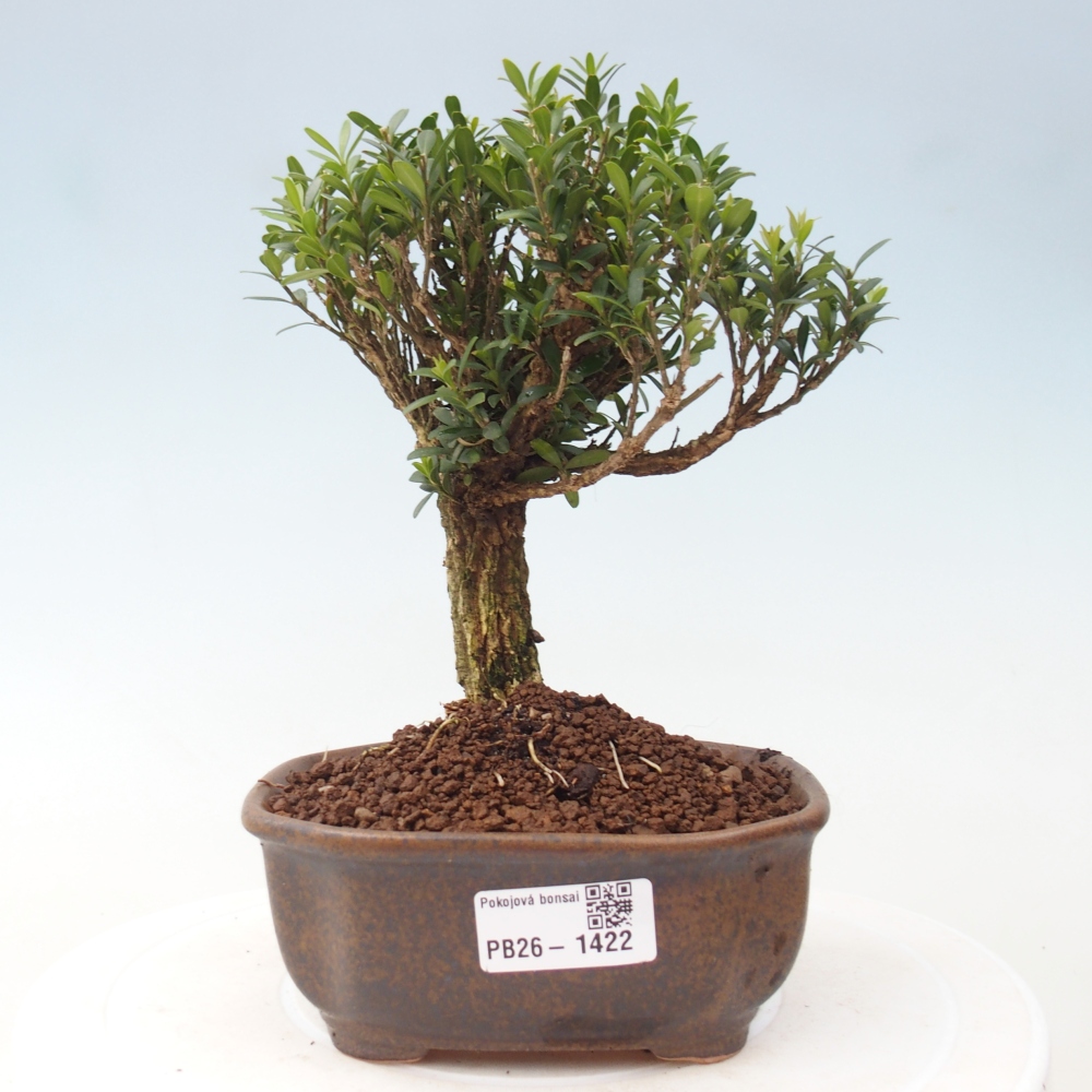 Kamerbonsai - Buxus harlandii - kurk buxus