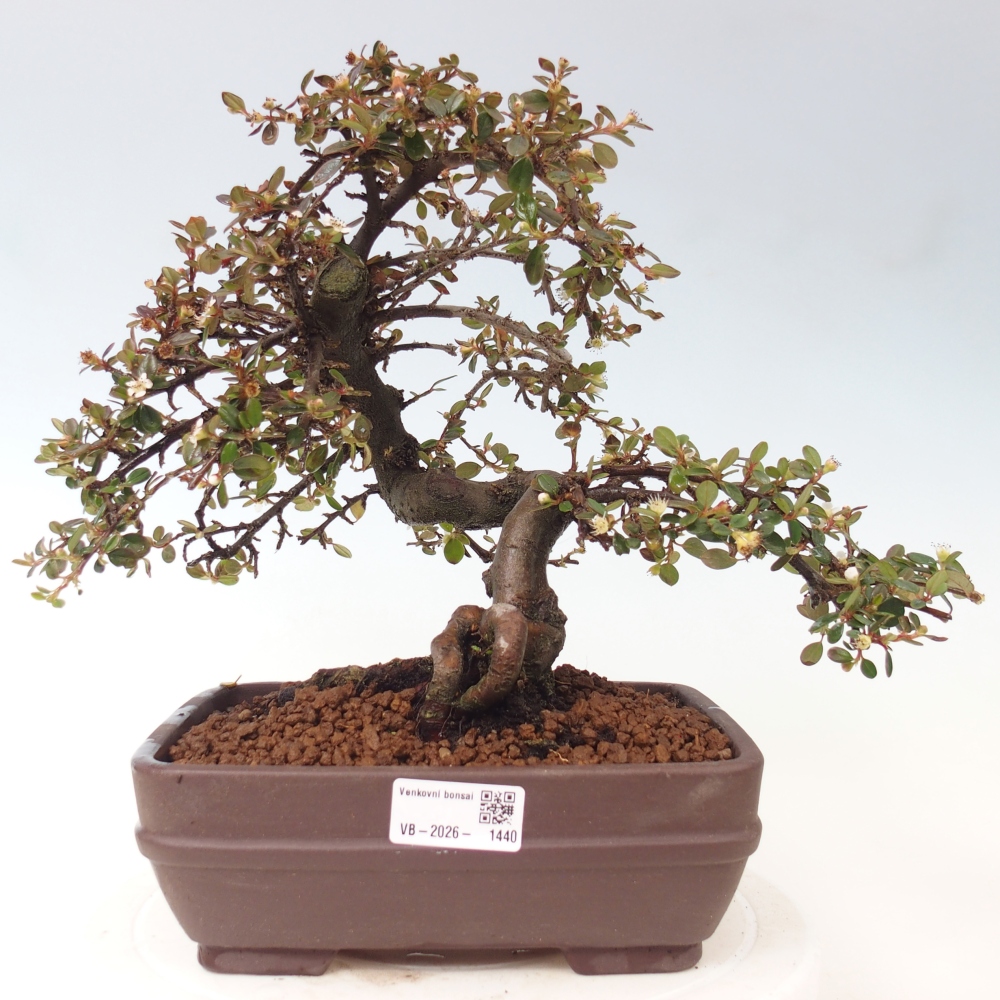 Buitenbonsai-Cotoneaster dammeri - Damer's Rock