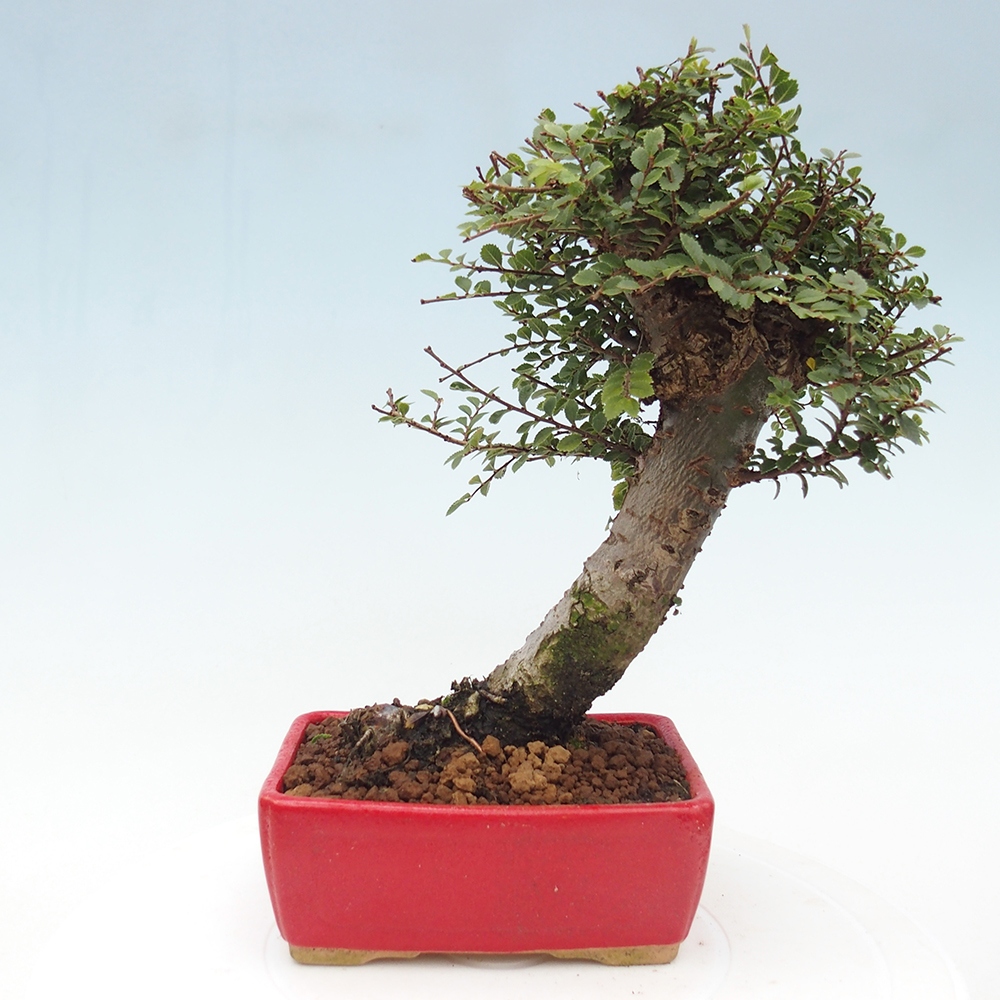 Bonsai voor buiten - Ulmus parvifolia Hokkaido - Chinese iep