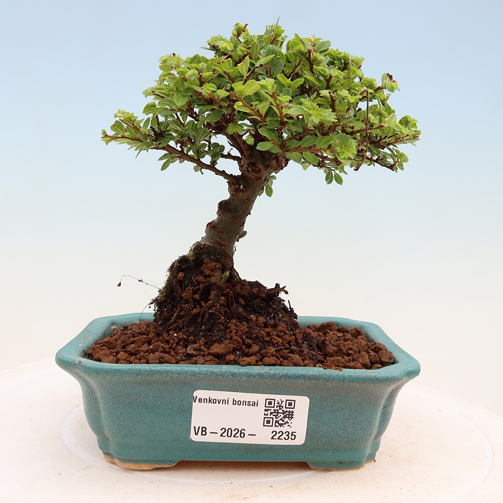Bonsai voor buiten - Ulmus parvifolia Sagei - Kleinbladige iep
