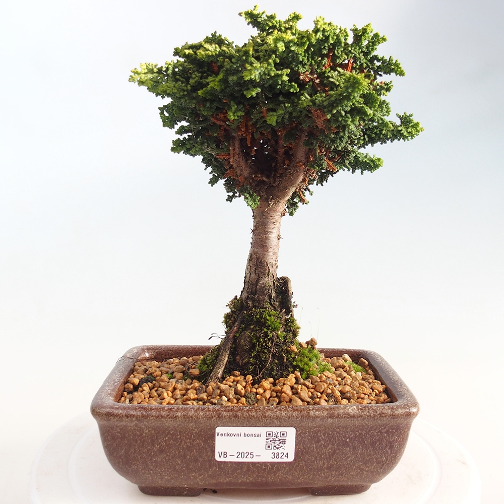Bonsai voor buiten - Cham. obtusa SEKKA HINOKI - Cipres