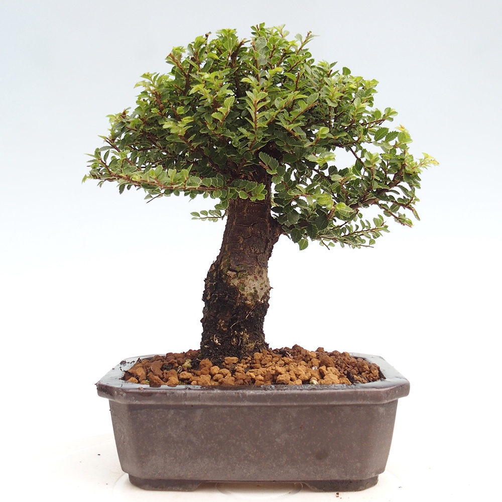 Bonsai voor buiten - Ulmus parvifolia Hokkaido - Chinese iep