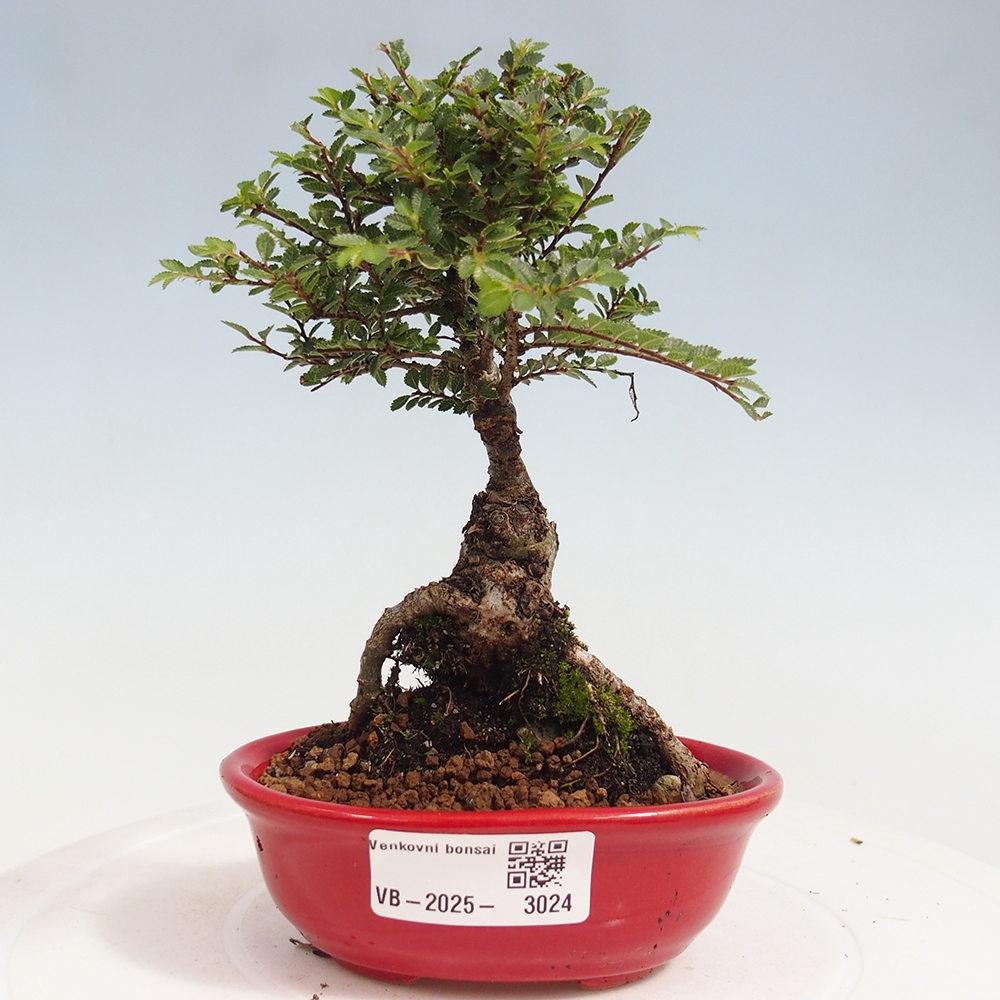 Bonsai voor buiten - Ulmus parvifolia Sagei - Kleinbladige iep