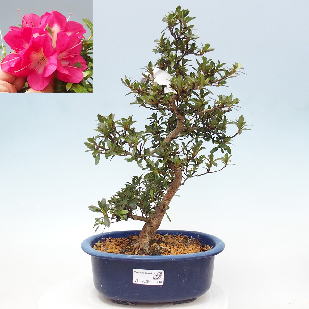 Bonsai voor buiten - Japanse Azalea - Azalea Reiko