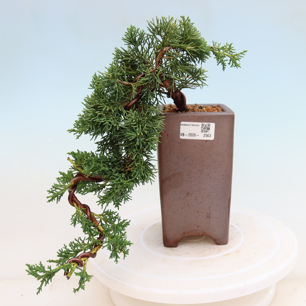 Bonsai voor buiten - Juniperus chinensis Kishu