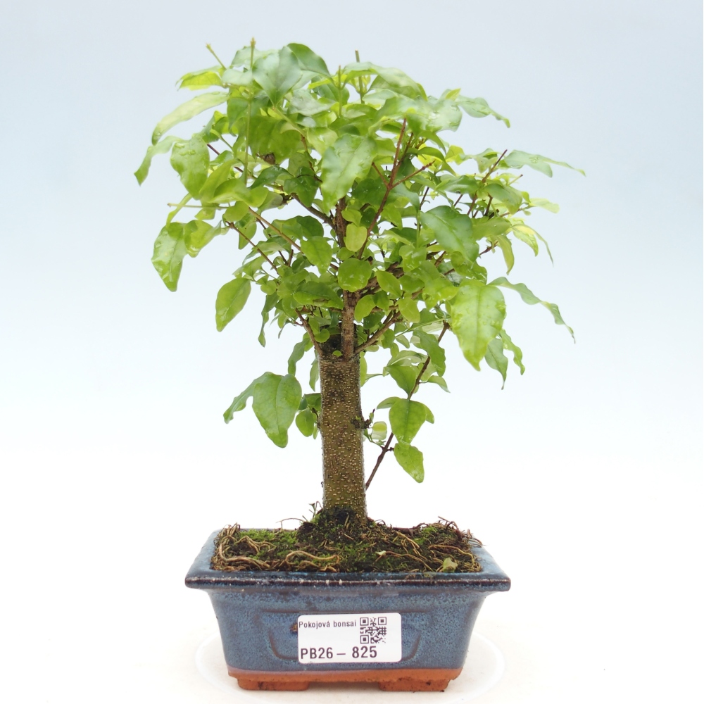 Kamerbonsai -Ligustrum chinensis - Vogelsnavel