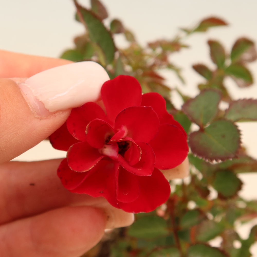 Bonsai voor buiten - Rosa Kordes - roos