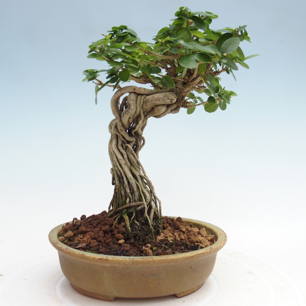 Bonsai voor binnen - Premna serratifolia - Kozlovna malolista