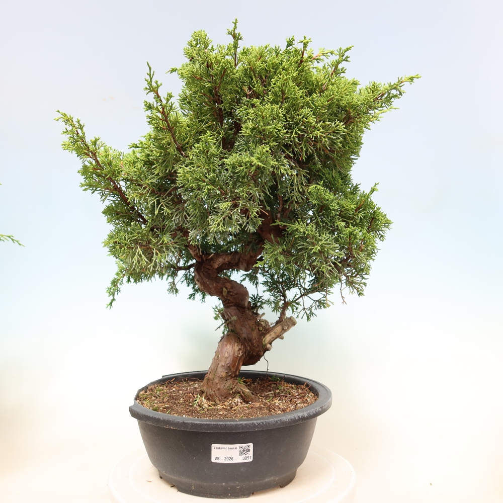 Bonsai voor buiten - Juniperus chinensis Itoigawa-Juniperus chinensis
