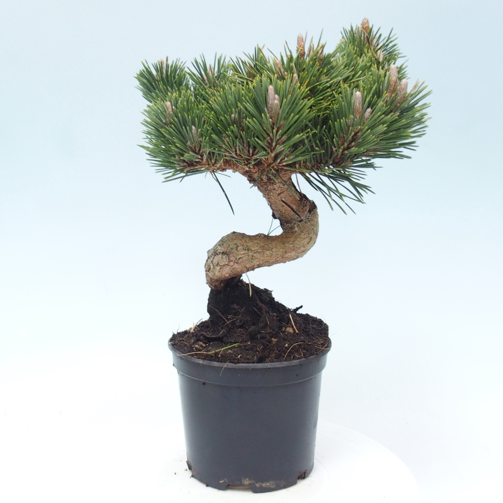 Bonsai voor buiten - Pinus thunbergii senjyumaru - Thunberg den