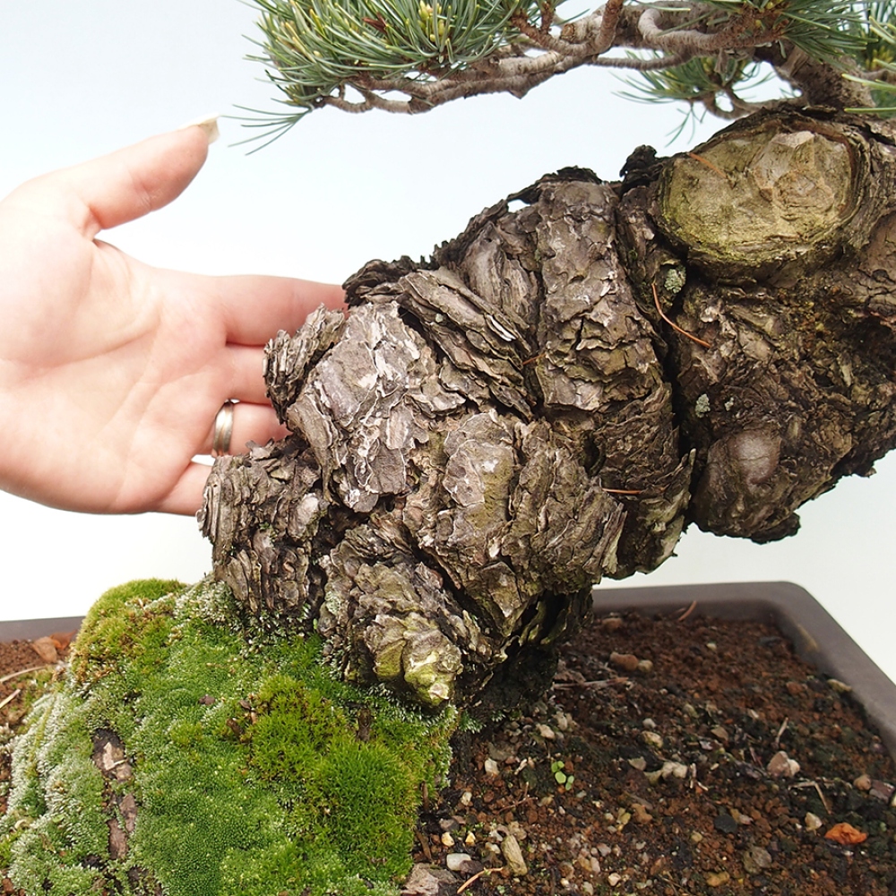 Bonsai voor buiten - Pinus parviflora - Pinus parviflora