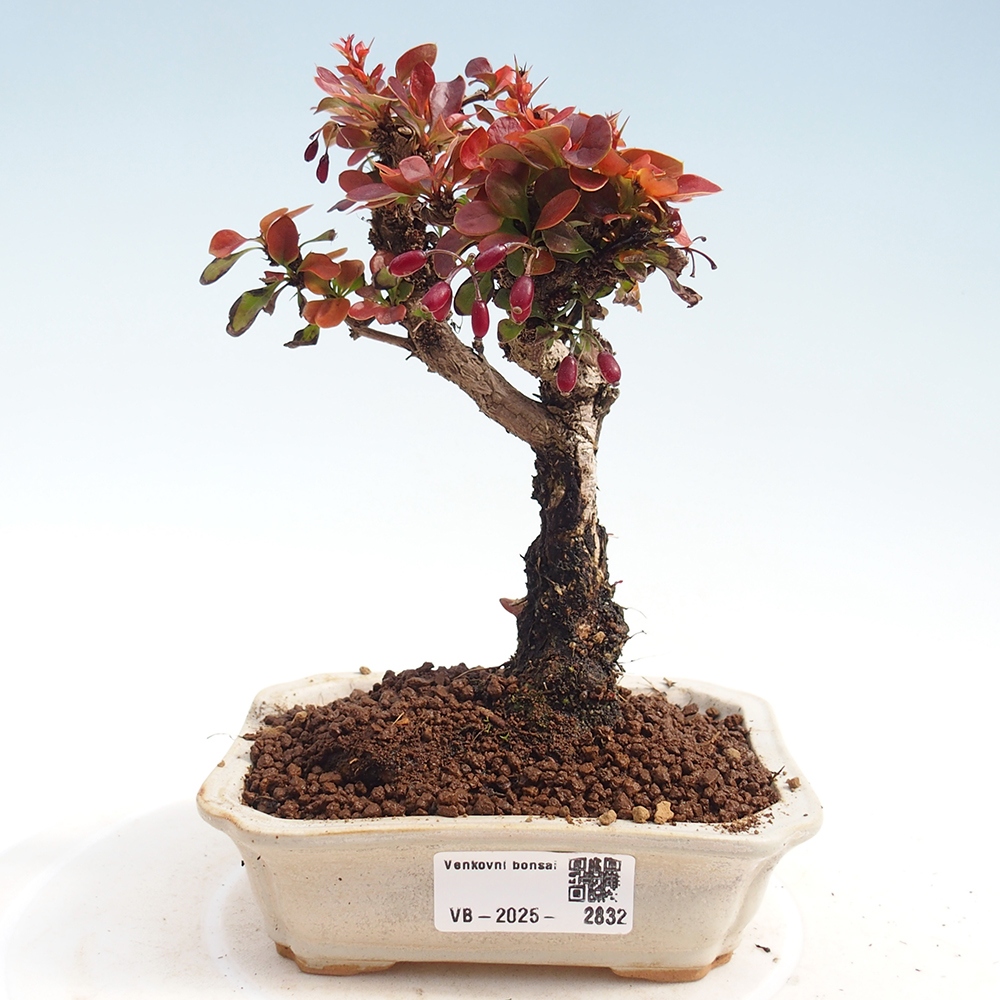 Bonsai voor buiten - Berberis Thunbergii Bagatelle