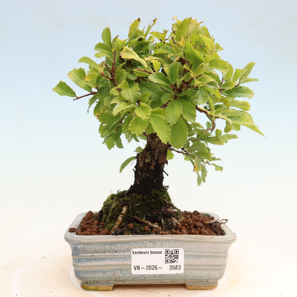 Bonsai voor buiten - Zelkova - Zelkova NIRE