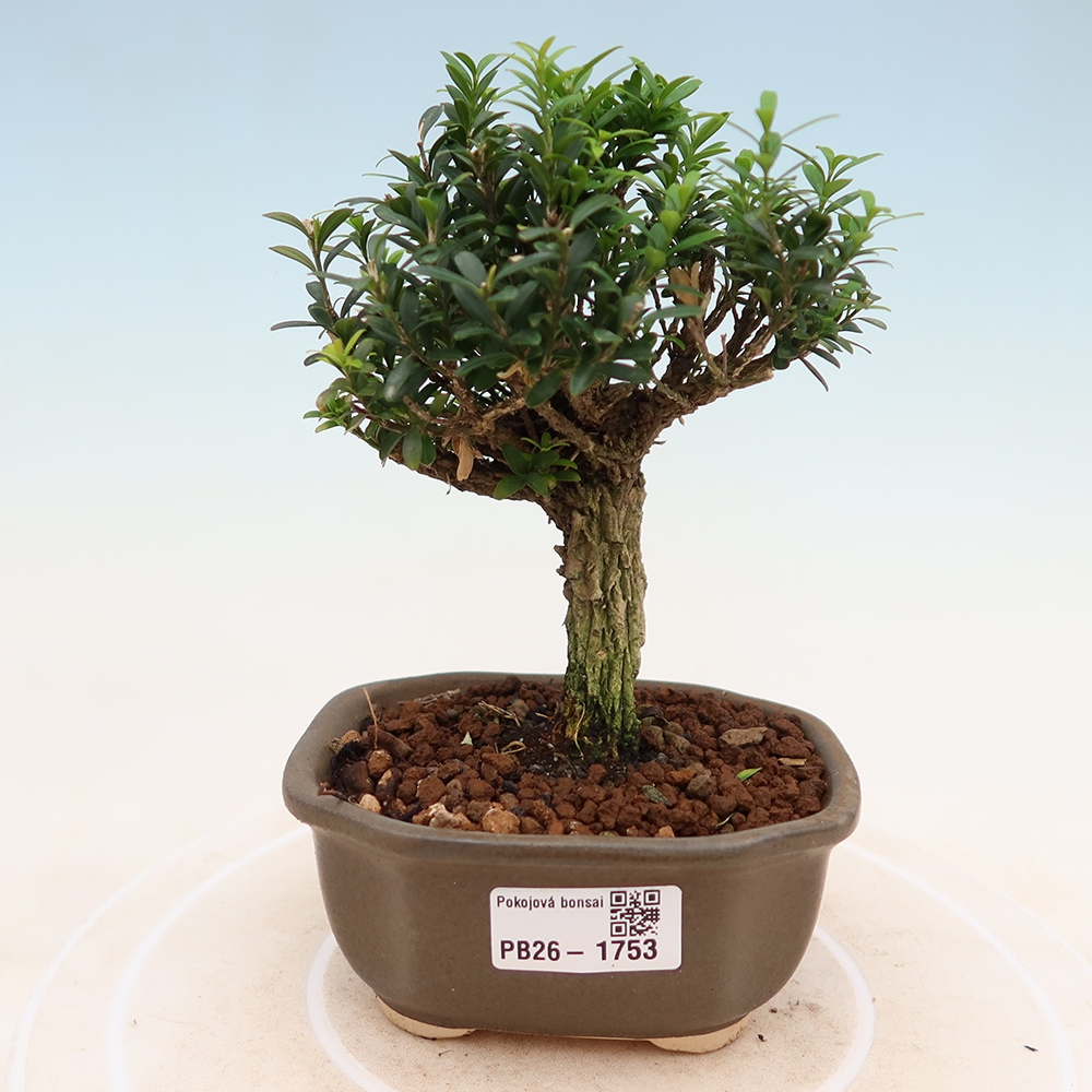 Kamerbonsai - Buxus harlandii - kurk buxus