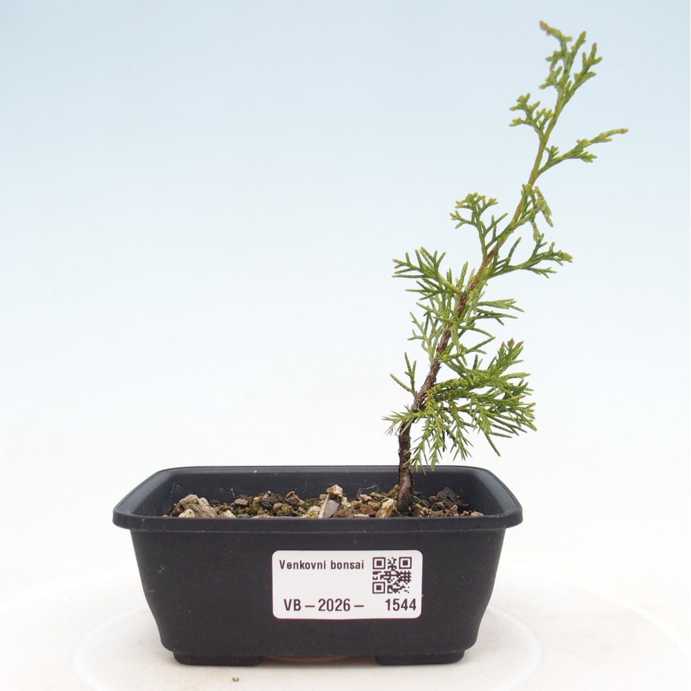 Bonsai voor buiten - Juniperus chinensis Itoigawa