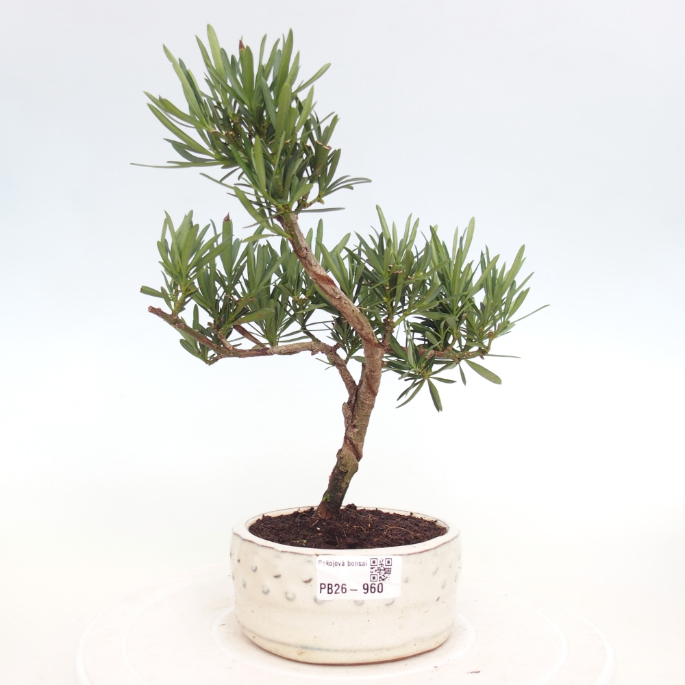 Kamerbonsai - Podocarpus - Taxus