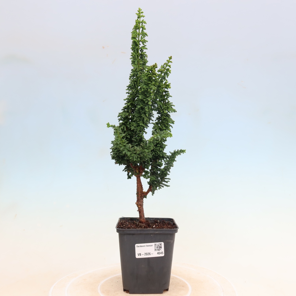 Bonsai voor buiten - Cham. obtusa SEKKA HINOKI - Cipres