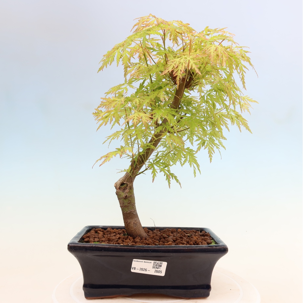 Bonsai voor buiten - Acer palmatum Dissectum