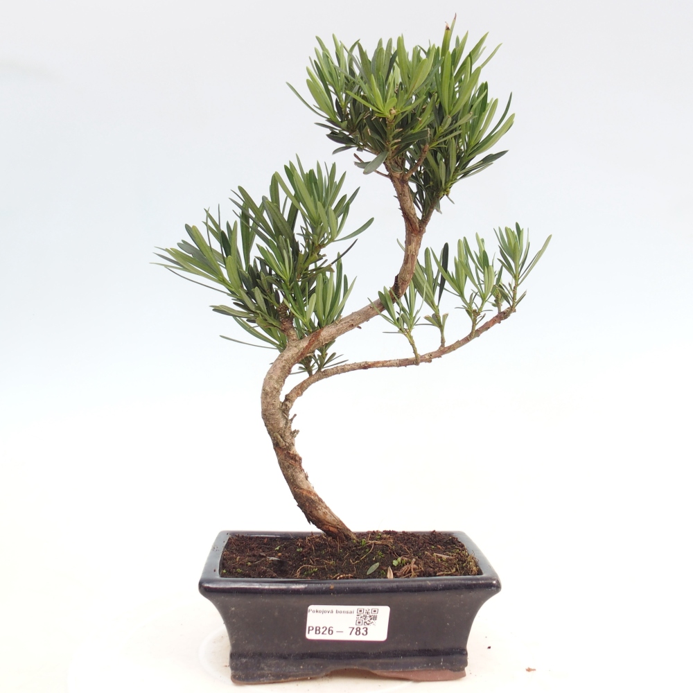 Kamerbonsai - Podocarpus - Taxus