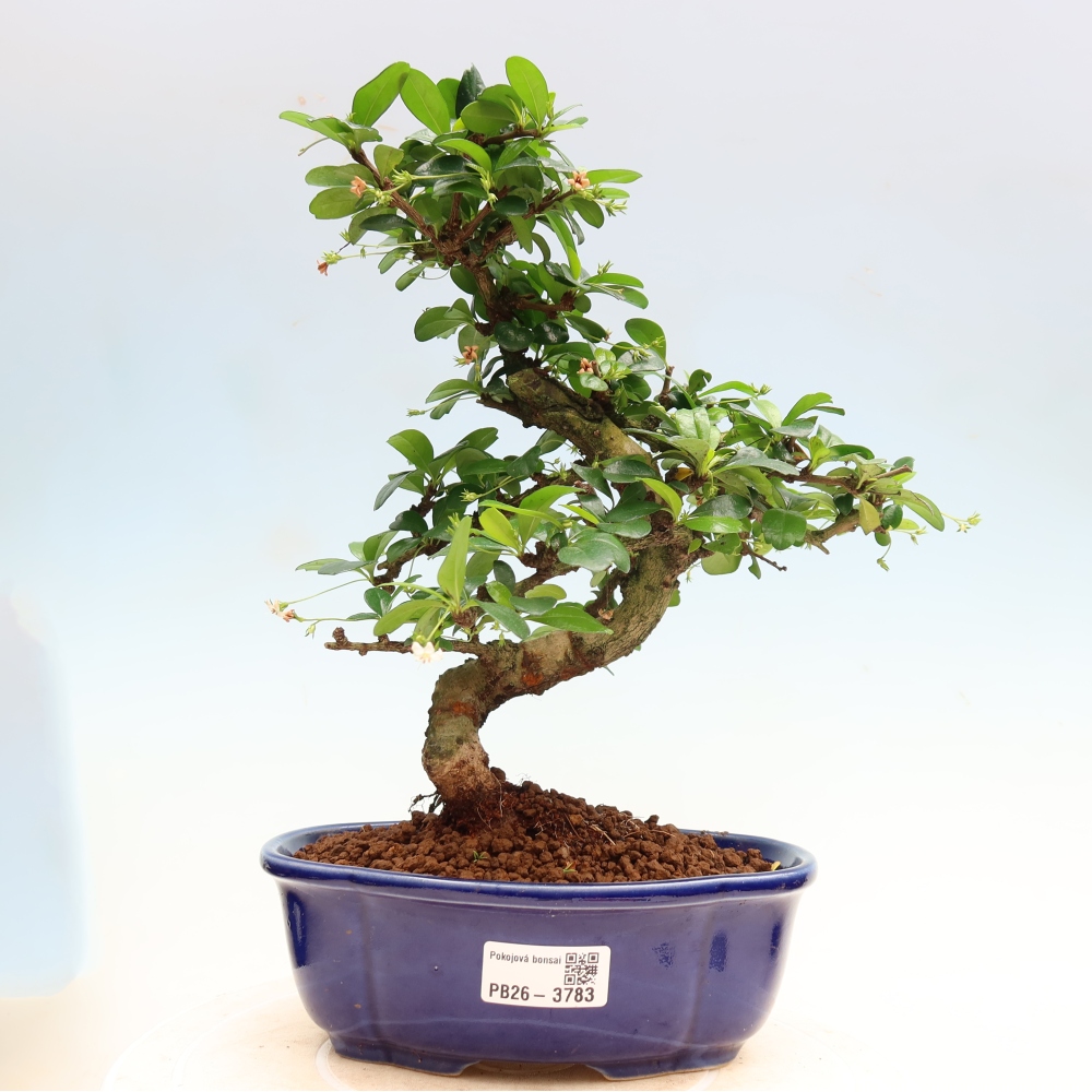 Kamerbonsai - Carmona macrophylla - Thee fuki