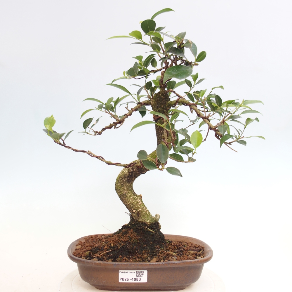 Kamerbonsai - Ficus retusa - kleinbladige ficus