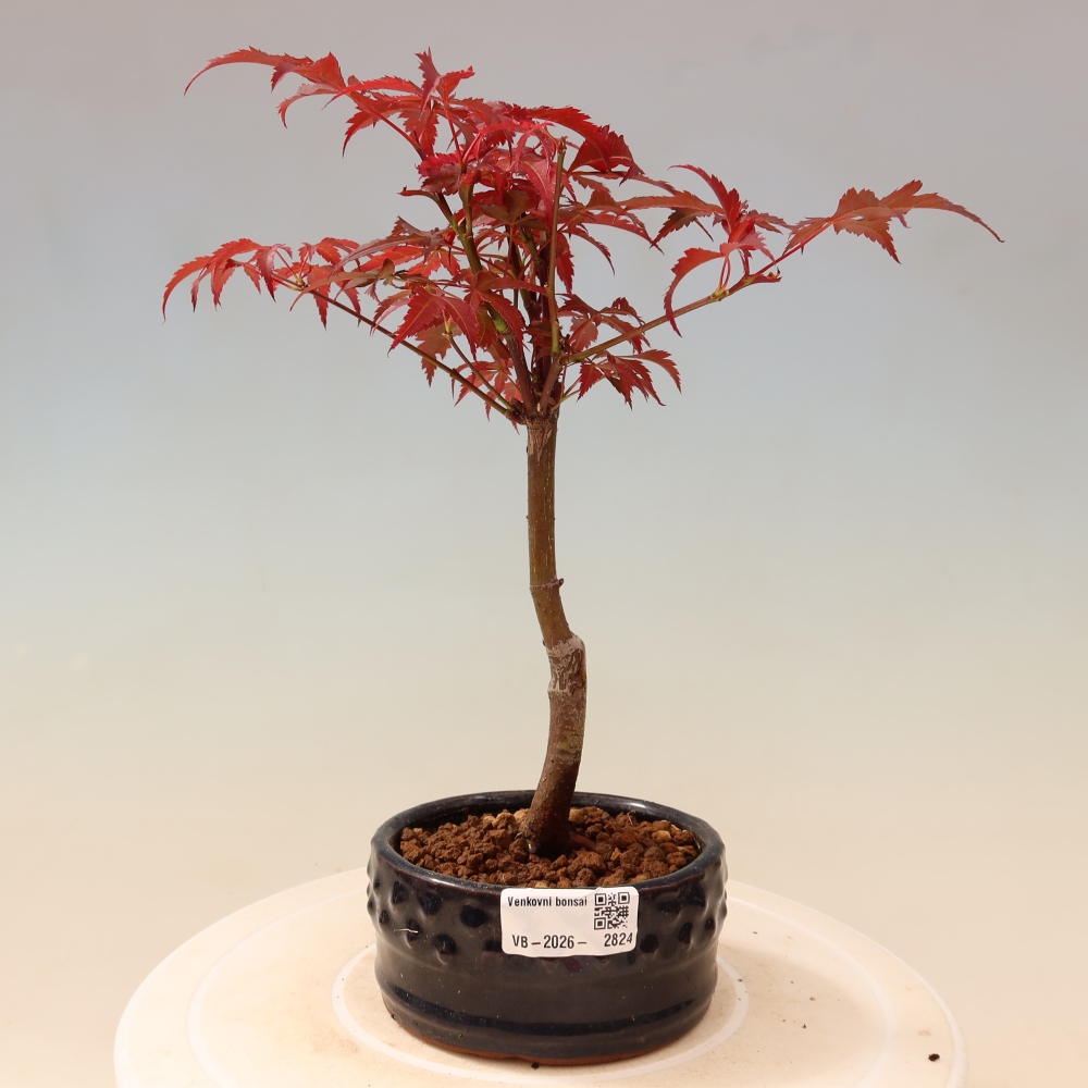 Bonsai voor buiten - Acer palm. Atropurpureum-Javorpalm