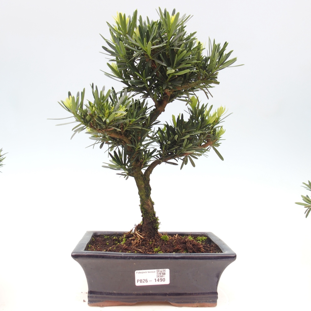 Kamerbonsai - Podocarpus - Taxus