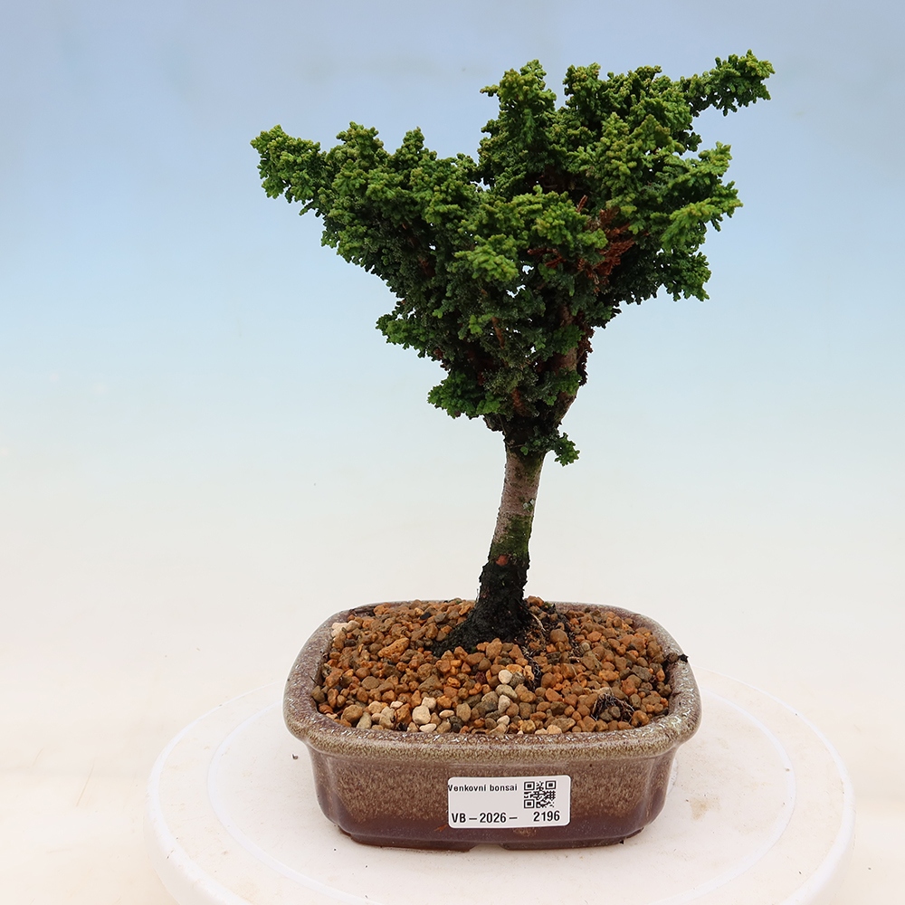 Bonsai voor buiten - Cham. obtusa SEKKA HINOKI - Cipres